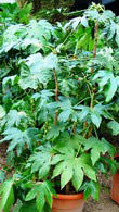 Fatsia Japonica Hardy shrub, London, Paramount Plants and Gardens UK - for sale at our London garden centre & online.