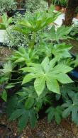 Fatsia Japonica Hardy shrub, London, Paramount Plants and Gardens UK - for sale at our London garden centre & online.