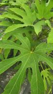 Fatsia Polycarpa Green Fingers