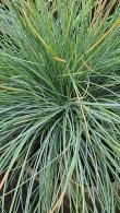 Blue Festuca Glauca ornamental grass, showing blue grey foliage for sale online UK