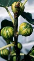 Ficus Carica Panache or Striped Tiger Fig Tree