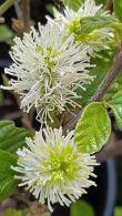 Fothergilla Major Mountain Witch Alder white flowering shrub for sale online with UK delivery