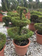 Elegant fountain topiary shaped tree, trained from Ligustrum Jonandrum, part of our large collection of topiary shapes. Buy UK.