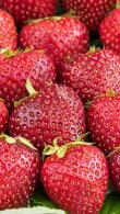 Fragaria Ananassa Ostara Strawberry or Perpetual Strawberry