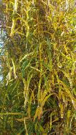 Frangula Alnus Fine Line is an upright deciduous shrub with finely cut leaves, for sale online with UK delivery.