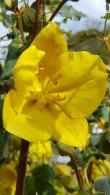 Fremontodendron Californicum is commonly known as the California Flannel Bush, buy online with UK and Ireland delivery