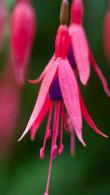 Fuchsia Riccartonii for Sale Fuchsia Magellanica Riccartonii plants to buy online with UK delivery.