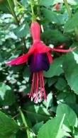 Fuchsia Mrs Popple, pink and purple flowering Fuchsia, for sale online UK delivery