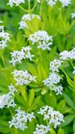 Galium Odoratum Sweet Woodruff Flowering Perennial for Shade