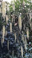 Garrya Elliptica evergreen climbing plants for sale at London garden centre and online with UK delivery