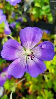 Geranium Rozanne - Summer Flowering Perennial
