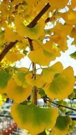 Ginkgo Biloba trees are also commonly known as Maidenhair trees because of their delicate leaves, a beautiful tree especially with autumn colours, buy UK.