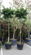 Ginkgo Biloba Mariken as full standard Trees, UK