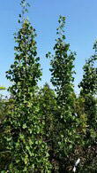 Ginkgo Biloba Tit - Ginkgo Biloba Chi Chi, very rare, deciduous tree, available to buy online UK
