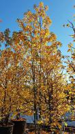 Ginkgo Biloba Eiffel is a variety of Maidenhair Tree with a compact, columnar shape & striking golden yellow autumn foliage