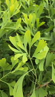 Ginkgo Saratoga Maidenhair Tree
