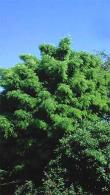 Gleditsia Triacanthos Inermis or Thornless Honey Locust, an elegant large tree with beautiful frond-like leaves