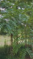 Buy Gleditsia Triancanthos or Honey Locust tree, a fast growing deciduous tree, with delicate fern shaped leaves, we deliver throughout the UK.