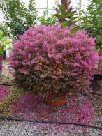 Beautiful globe shaped Loropetalum Chinense, pink flowering and trained into a topiary globe. Buy online with UK delivery.