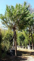 Pinus Pinea, hardy trees, Paramount Plants and Gardens UK - For sale London