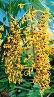 Grevillea Robusta or Silk Oak Ornamental Semi-Evergreen Tree