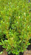 Griselinia Littoralis Privet hedge - available at Paramount, specialist London garden centre and online shop, UK