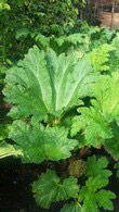 Gunnera Manicata, Foliage Plants, Buy Online