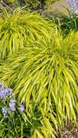 Hakonechloa Macra Aureola Golden Hakonechloa Ornamental Grass for sale online with UK and Ireland delivery.