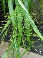 Hakonechloa Macra Greenhills Japanese Forest Grass