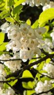Mature Halesia Carolina Silverbell - showy small tree or shrub with abundance of drooping white flowers with yellow centres