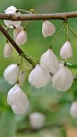 Halesia Monticola or Snowdrop Tree, small deciduous tree, very beautiful in spring when branches are draped with white bell-shaped flowers.
