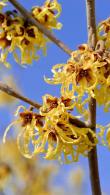 Hamamelis Intermedia Arnolds Promise a lovely Witch Hazel variety with lemon yellow fragrant flowers during the winter months, for sale online UK delivery.
