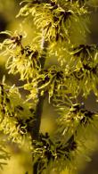Hamamelis Intermedia Pallida or Witch Hazel has beautiful fragrant flowers during the winter months, flowering shrubs for sale online UK