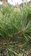 Pinus Densiflora Alice Verkade, Japanese Red Pine, Pines and Shrubs, UK