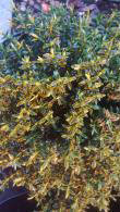 Hebe Wiri Mist, low-growing evergreen shrub with masses of white flowers