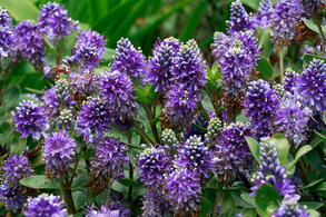 Hebe Autumn Glory, evergreen shrub with beautiful purple flowers throughout the summer