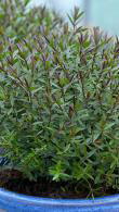 Hebe Champagne Shrubby Veronica Champagne, neat growing shrub for Sale Online UK