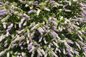 Hebe Midsummer Beauty, shrubby Veronica evergreen with pretty lilac flowers in summer