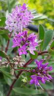 Hebe Mrs Winder Buy Online. Shrubby Veronica Mrs. Winder buy UK