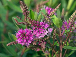 Hebe Red Edge, an evergreen shrub with pink flowers, summer flowering, buy UK