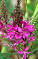 Hebe Wiri Charm, compact evergreen shrub with long lasting flowers