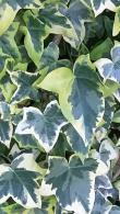 Hedera colchica Dentata Variegata. Variegated Ivy Dentata for sale online with UK delivery.