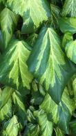 Hedera Colchica Sulphur Heart Ivy is commonly known as Paddy