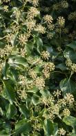 Hedera Helix Arborescens also known as Ivy Arborescens and Arborescent Ivy for sale online UK delivery.