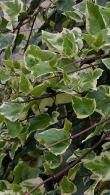 Hedera Helix Marginata Elegantissima is a variegated Ivy Evergreen Climber, buy online with UK delivery