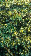 Hedera Helix Oro di Bogliasco or Ivy Oro di Bogliasco, is a variegated Ivy Climber, for sale online with UK delivery.