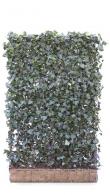 Outdoor Ivy Privacy Screens