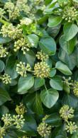 Hedera Hibernica Arbori climbing ivy, an evergreen climbing plant for covering walls and arbours, buy online UK delivery.