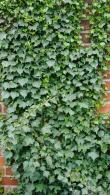 Hedera Hibernica Irish Ivy, useful evergreen ground cover or climber