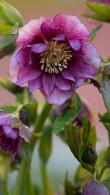 Helleborus Double Ellen Pink Spotted Hellebore for Sale UK